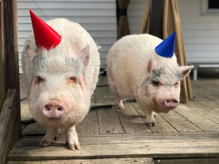 Buttercup y Huckleberry (los forcé a ir a la fiesta de cumpleaños de mi pato)