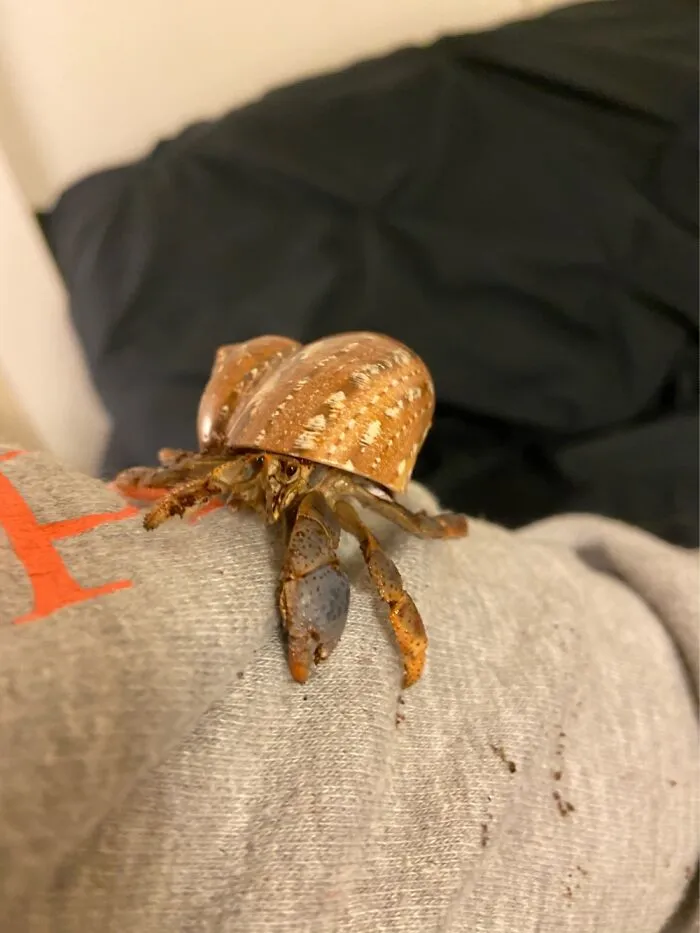 My Hermit Crab Arlo