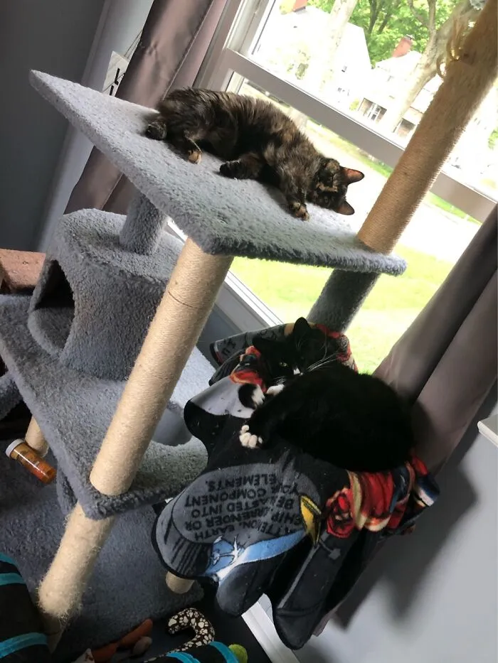 Two For One Cutenesses