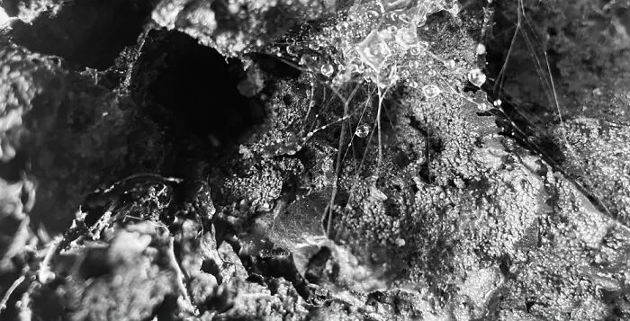 A Close Up Of A Spider Web On Some Wet Wood