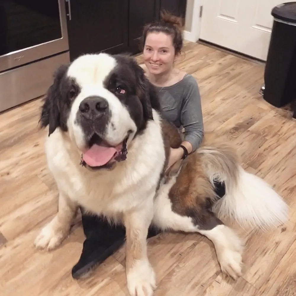 Big Lap Dog