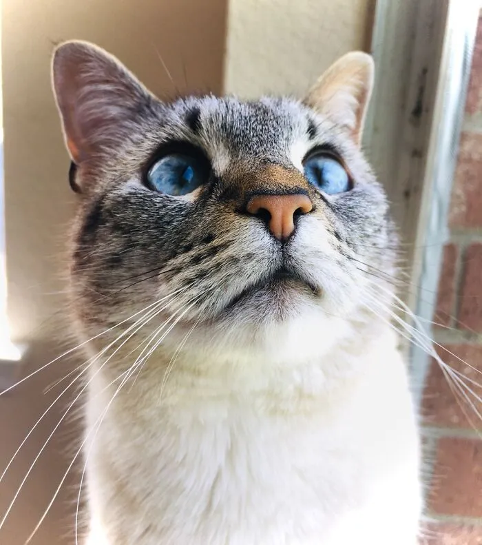 My Lynx Point Siamese Rescue