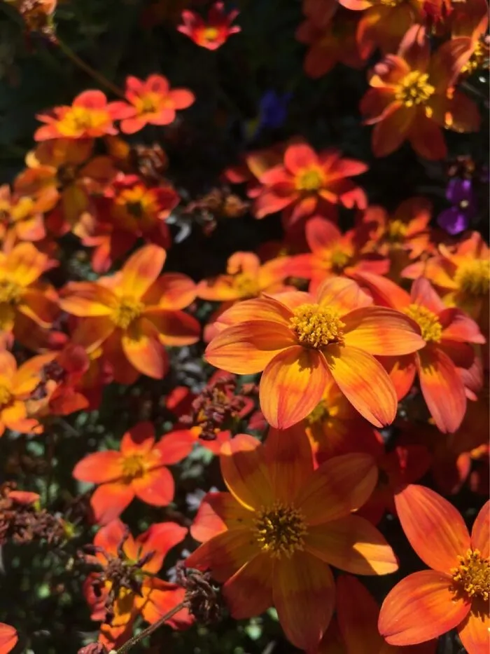 These Tiny Orange Flowers