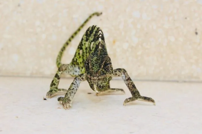 Visitor