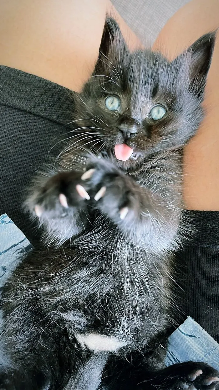 What Do You Want Huuuman??
