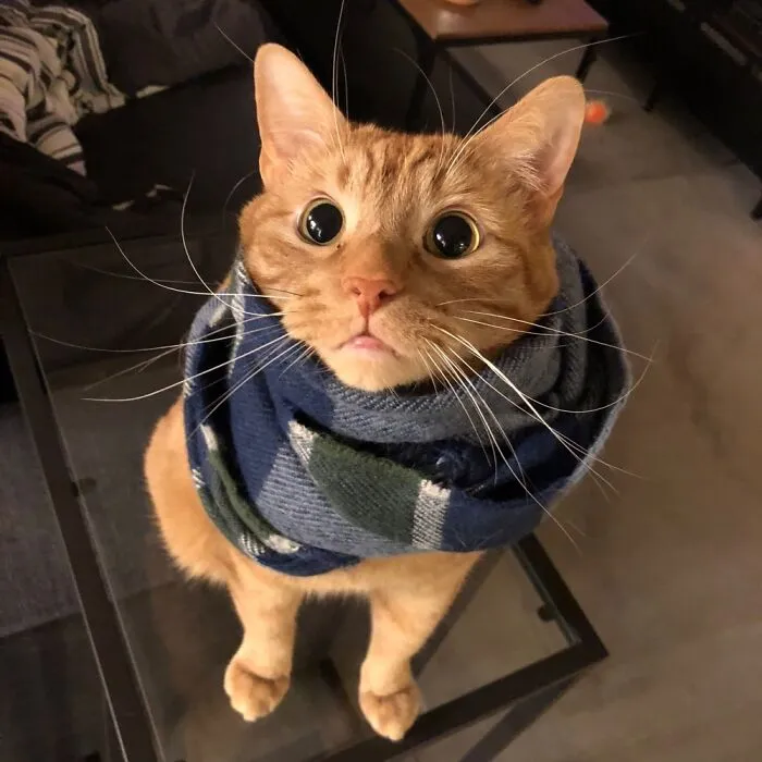 Ernie Is A Fashion Icon.