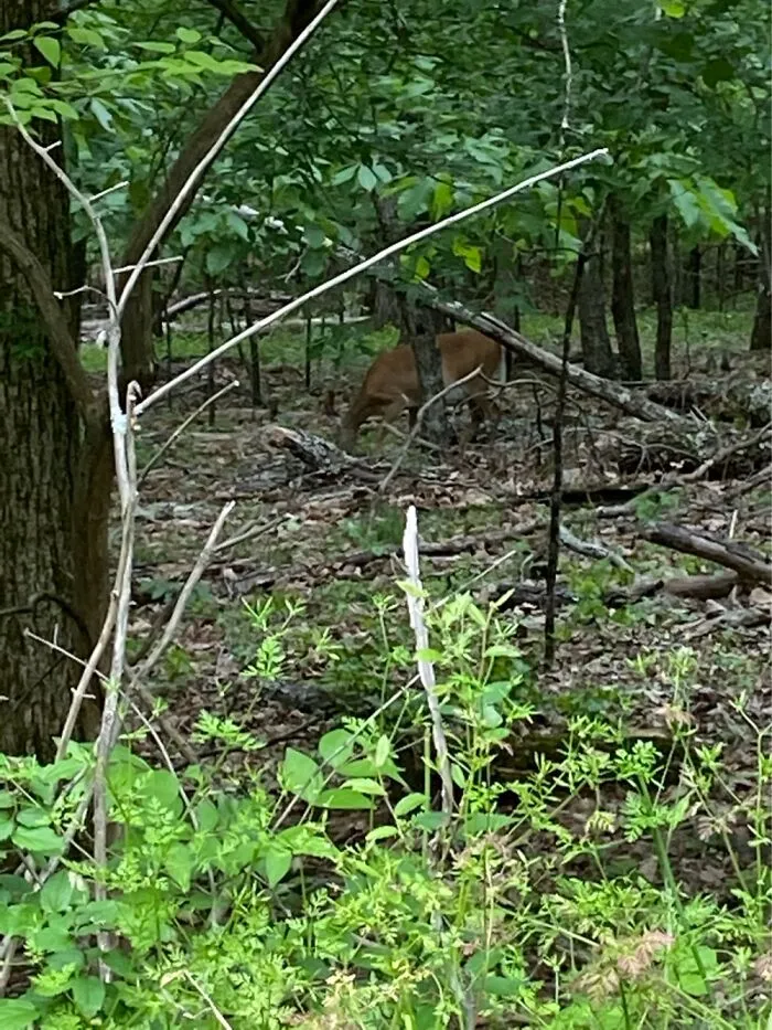 Deer :)