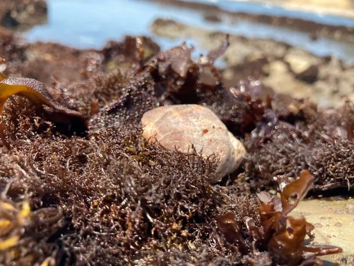 At The Tide Pools