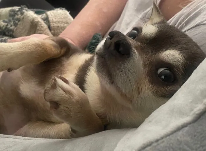 Beau, My Rescue. He Definitely Rescued Me