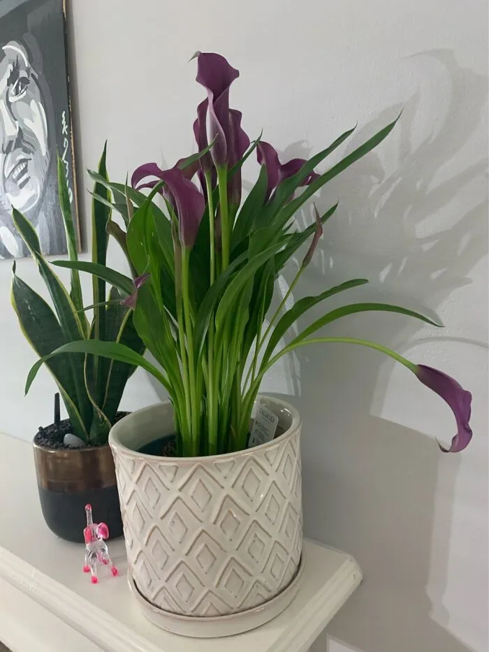 My New Plant!