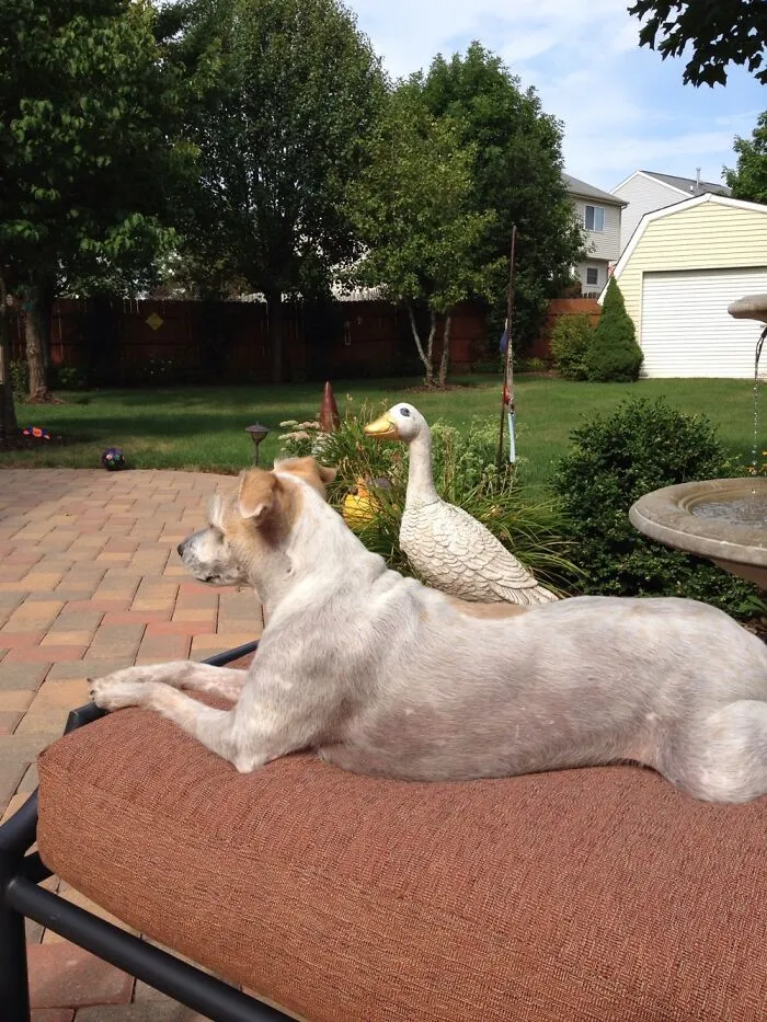 Looking The Same Way As The Concrete Goose.