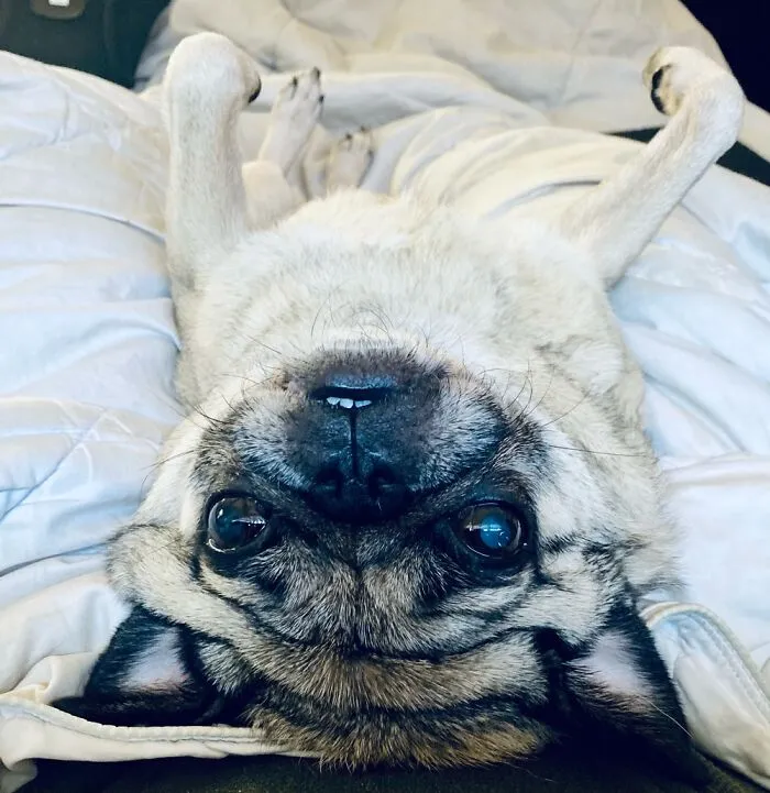 Na Na Na Na Bat Pug