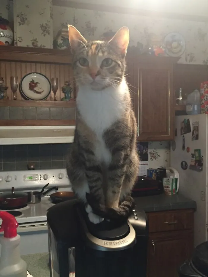 Cricket Demands Payment In Treats If You Want Coffee!