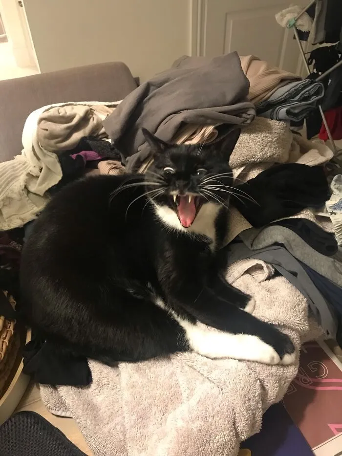 It’s A Yawn, Honest