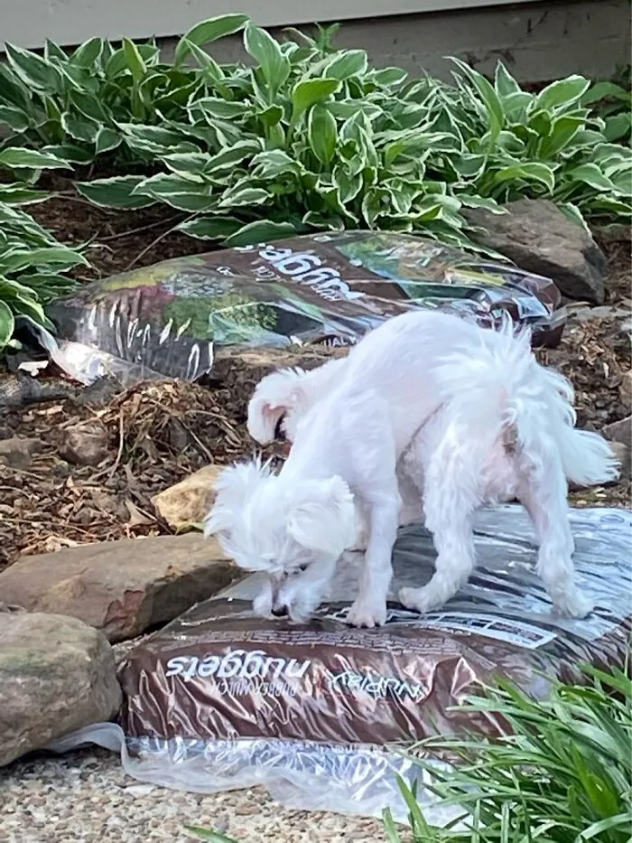 My Puppies Appear To Have Suffered Some Sort Of Malfunction.