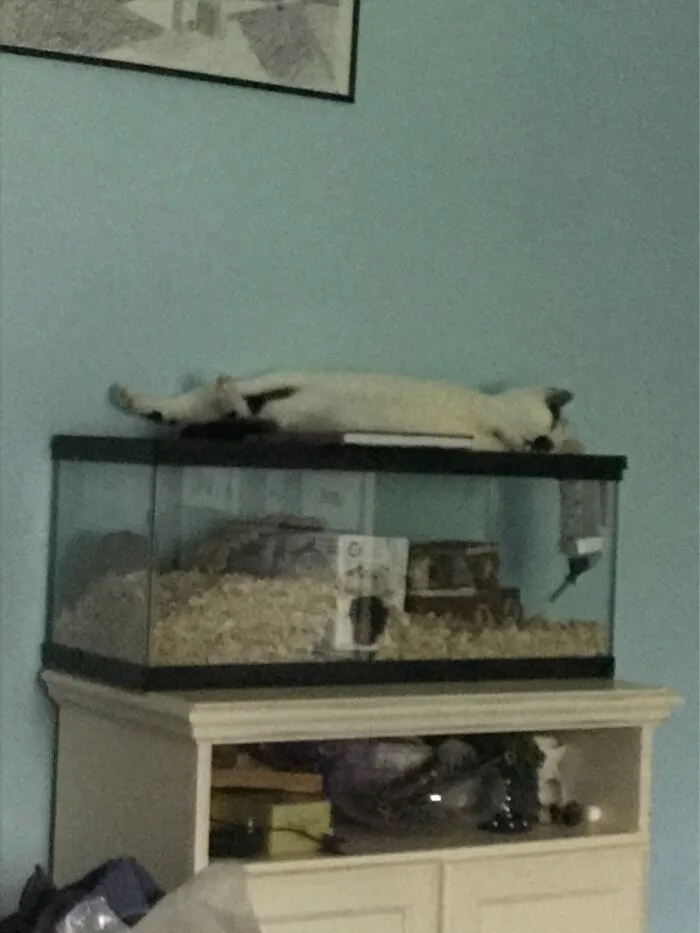 Puffin Laying On His Back Stretched Out On The Gerbil Cage. This Is Why They Aren’t Sh.