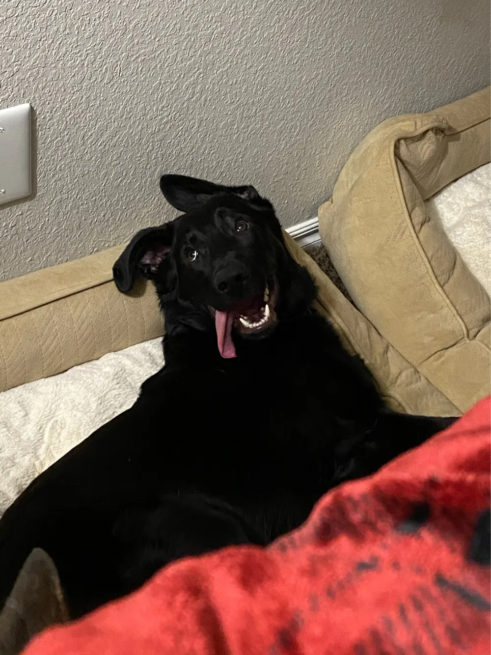 Doggos