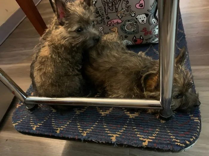 Every Morning During Our Trip Andy & Sophie Would Climb Onto The Luggage Cart! No Pups Left
