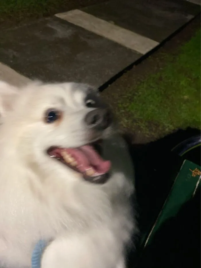 I Was Walking Him At Night And Sat Down To Rest. He Was Very Excited
