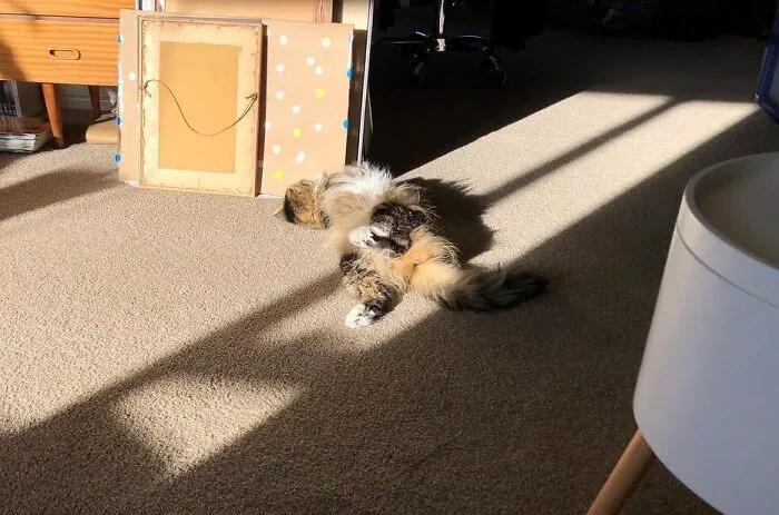 Twistycat A.k.a. Sparrow.