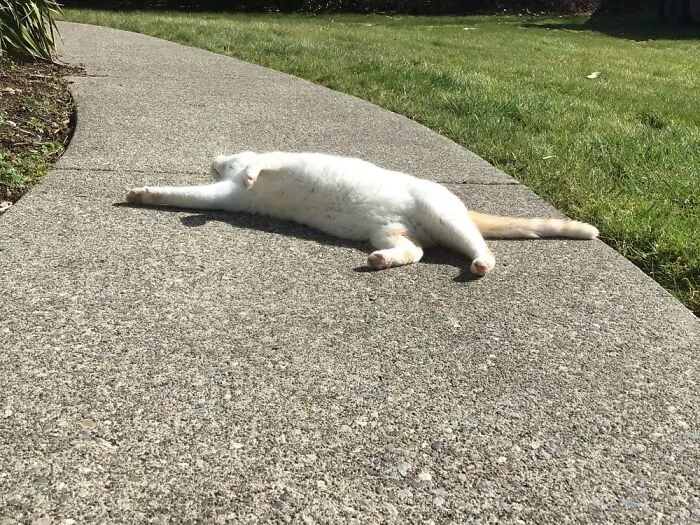My Sweet Kitty  Loves The Warm Sidewalk ❤️