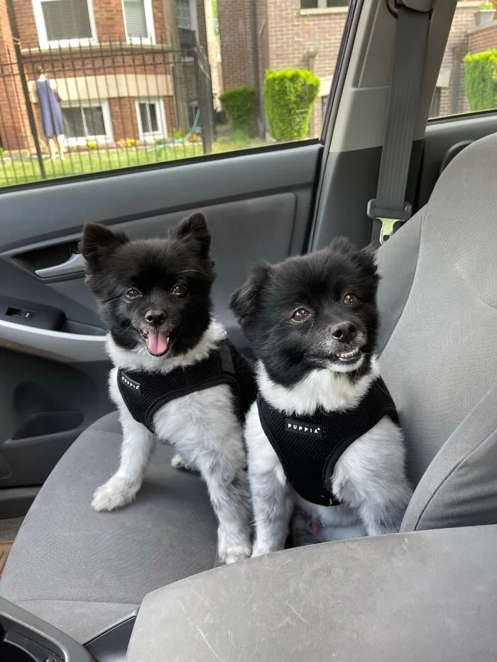 The Pomalorians Looking Dapper And Being The Best Brothers Ever 💙🐾🏳️‍🌈💙🐾🏳️‍🌈