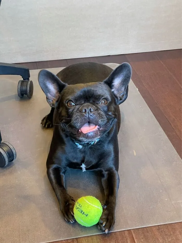 Uh Derp
