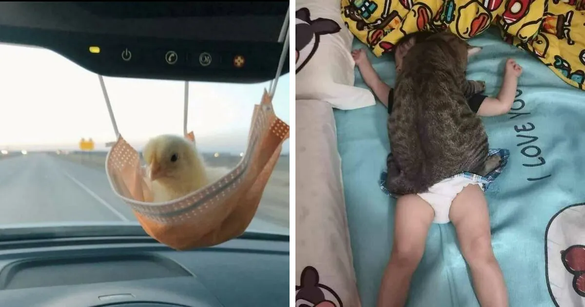 50 "Imágenes importantes de animales" que te harán sonreír (nuevas fotos)
