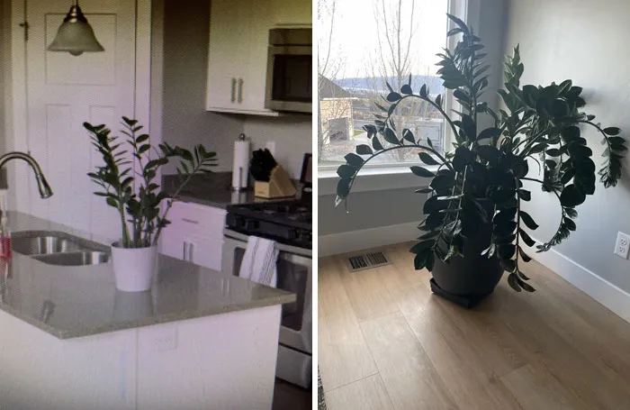 Mi primera planta doméstica acaba de cumplir 5 años