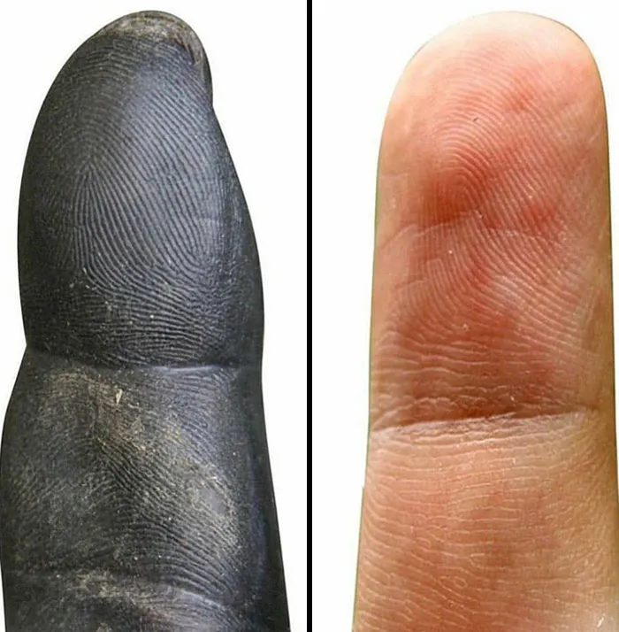 La yema del dedo del chimpancé vs. la yema del dedo humano