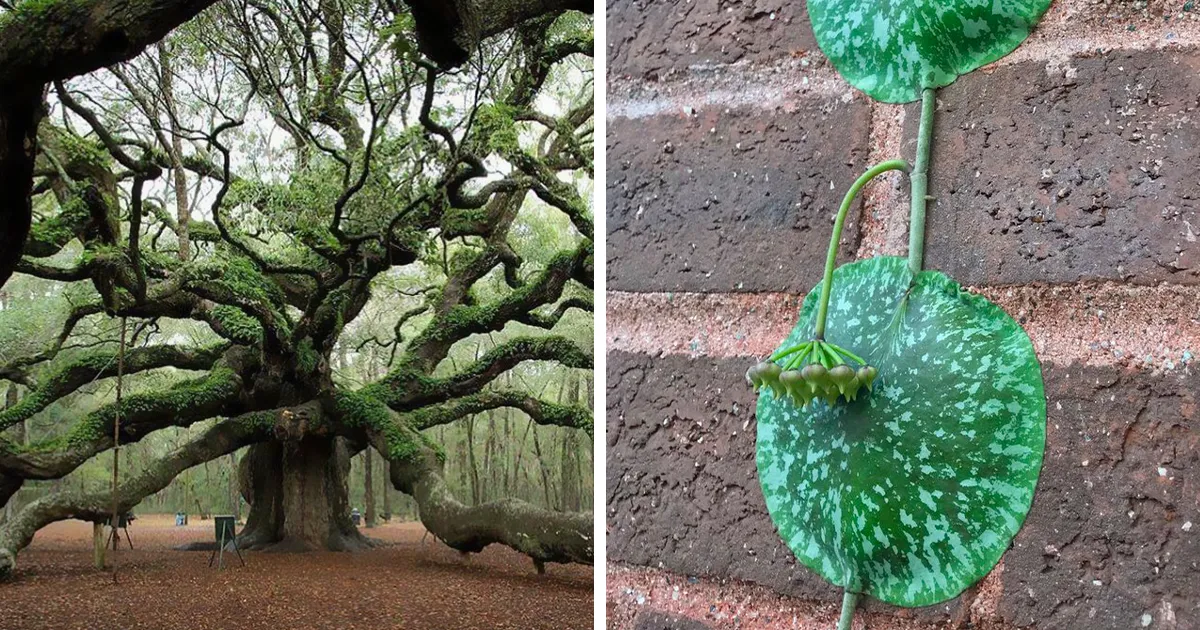 En este grupo se comparten ejemplos de maravillas botánicas, y estas 50 fotos te refrescarán el alma
