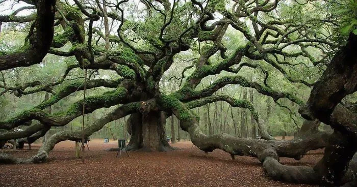 In This Online Group, People Share Examples Of Botanical Wonders And It's Soul-Refreshing (50 Pics)
