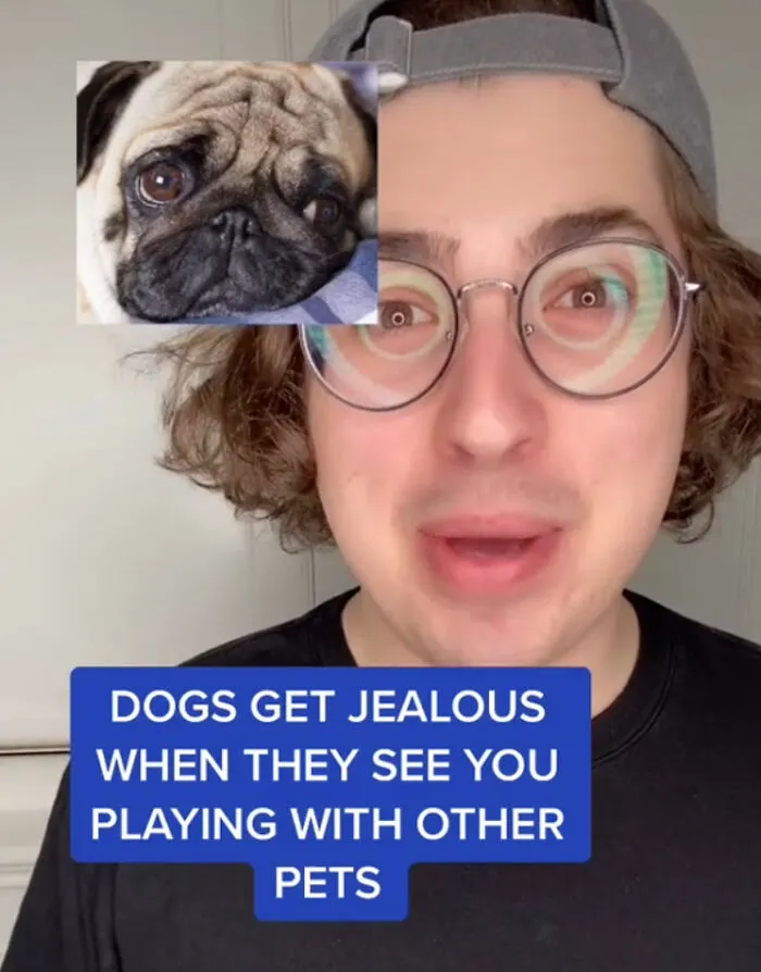 10 Amazing Dog Facts