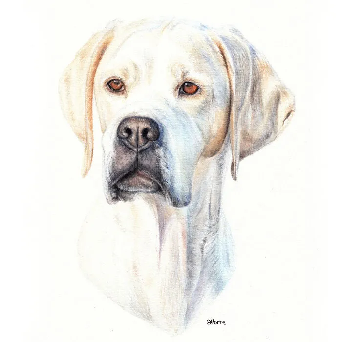 I Create Animal-Themed Paintings Using Watercolor, Ink, And Acrylic Paint, Here Are My best 70 Works