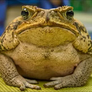 Random Toad