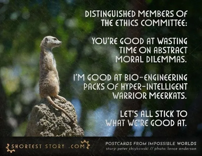 Meerkat Warriors