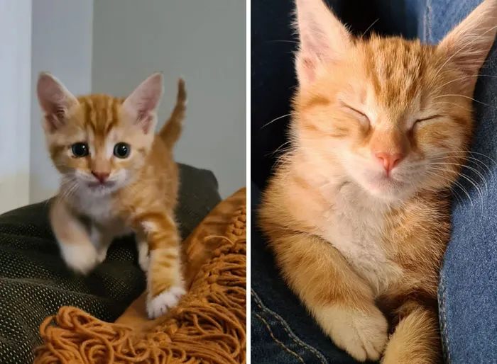 So A Month Or So Ago, My Cat Apollo Carried Home A Little Stray Kitten Who Was Definitely Not Ours! We Chalked It Up To A Serendipitous Moment And Welcomed Her Into Our Family