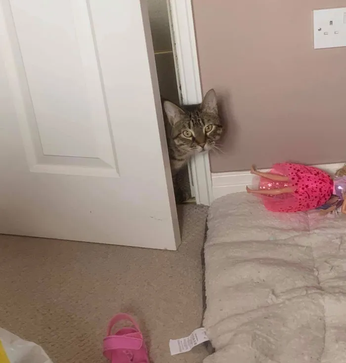 This Is Not My Cat