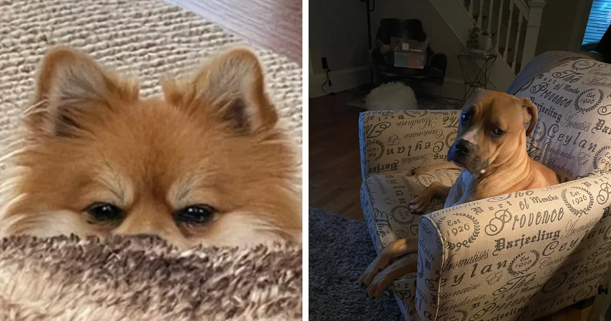 25 Perros poniendo cara de hambre a sus dueños porque quieren comida