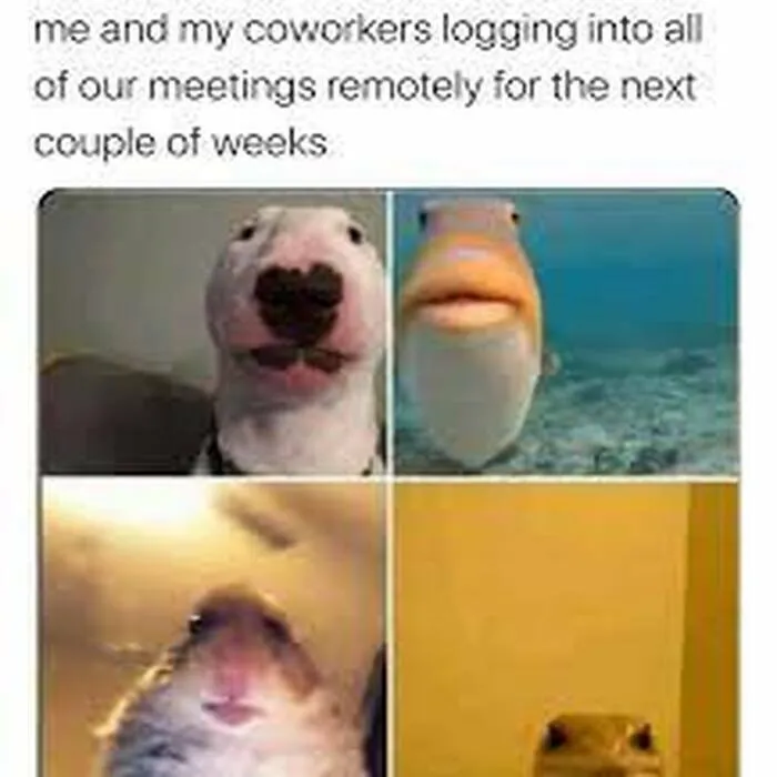 How Zoom Meetings Go In Quarantine.