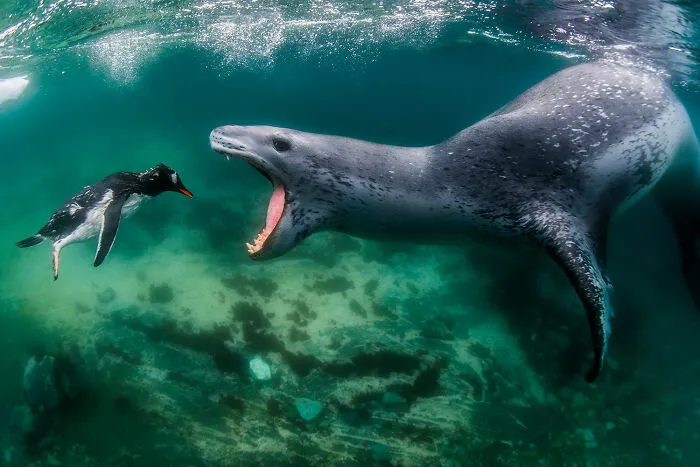 Aquatic Life, Finalist: 'Facing Reality' By Amos Nachoum, Pleneau Island, Antarctic Peninsula