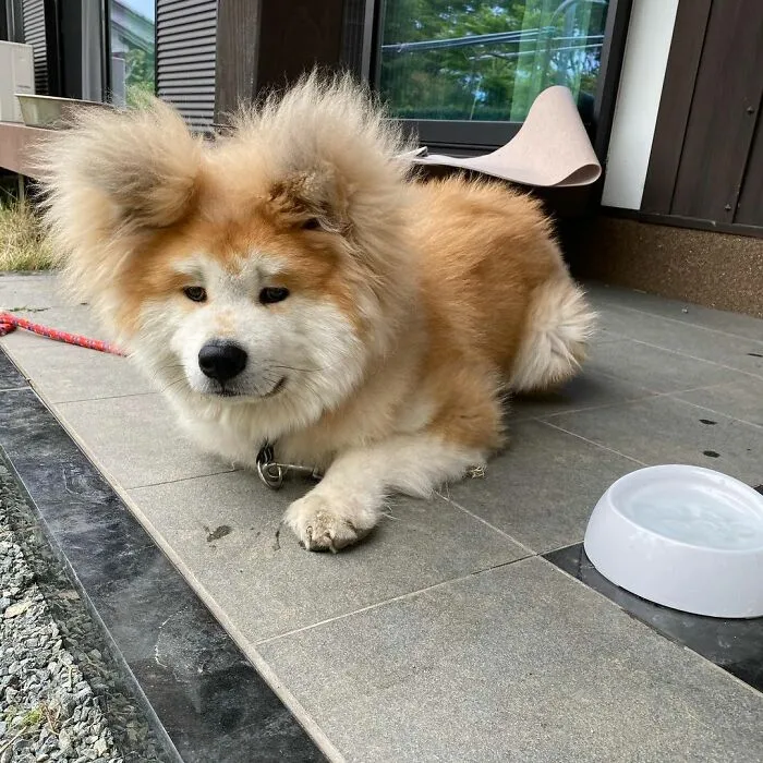 30 Pics Capturing This Adorable Akita Named Bob Who Has A Unique Heart-Shaped Face