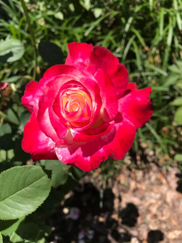 “Double Delight,” My Favorite Hybrid Tea Rose