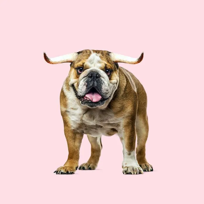 100 Photo Manipulations Of Animals Photoshopped Into The Most Random Things By Les Creatonautes 