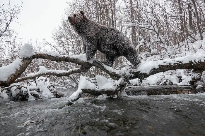 Photo Story: Out Of The Ordinary: 'Klukshu Ice Bears 2/6' By ‍peter Mather, Yukon Territory, Canada