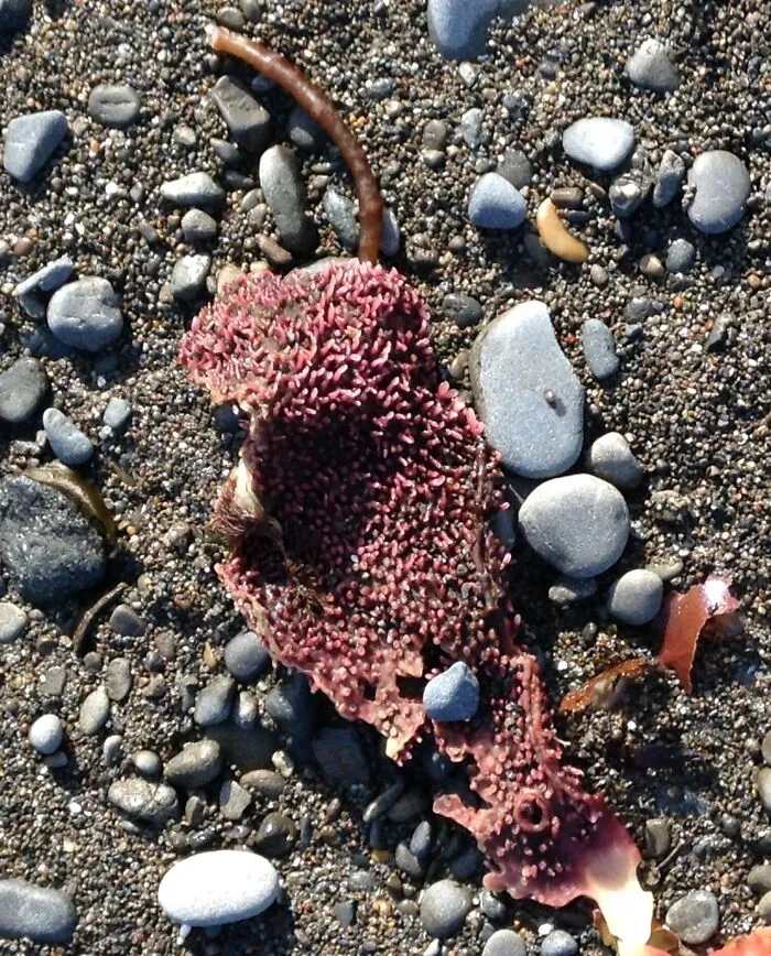 I Love Taking Extreme Closeups Of Nature