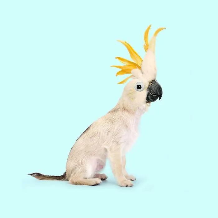100 Photo Manipulations Of Animals Photoshopped Into The Most Random Things By Les Creatonautes 