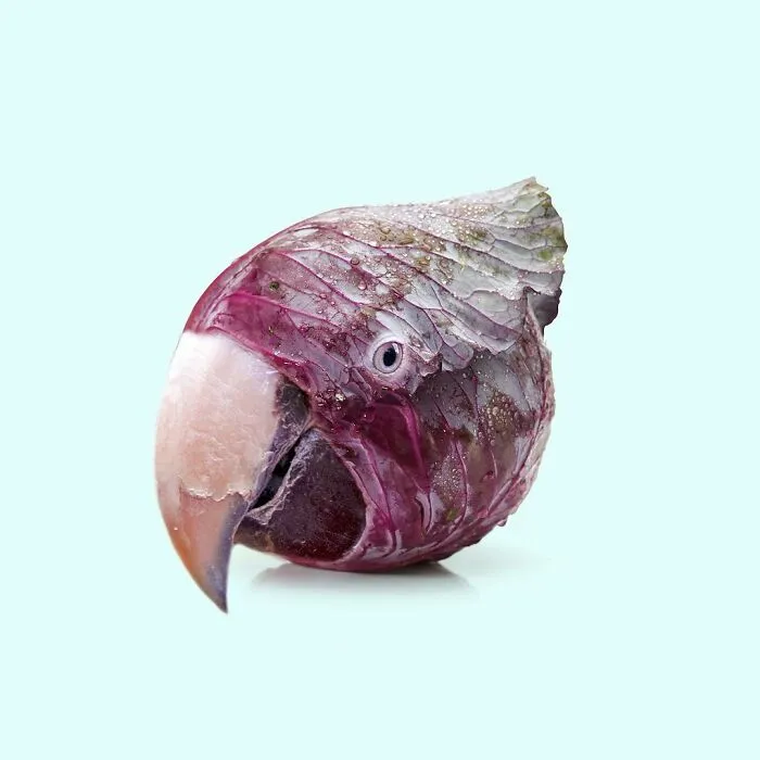 100 Photo Manipulations Of Animals Photoshopped Into The Most Random Things By Les Creatonautes 