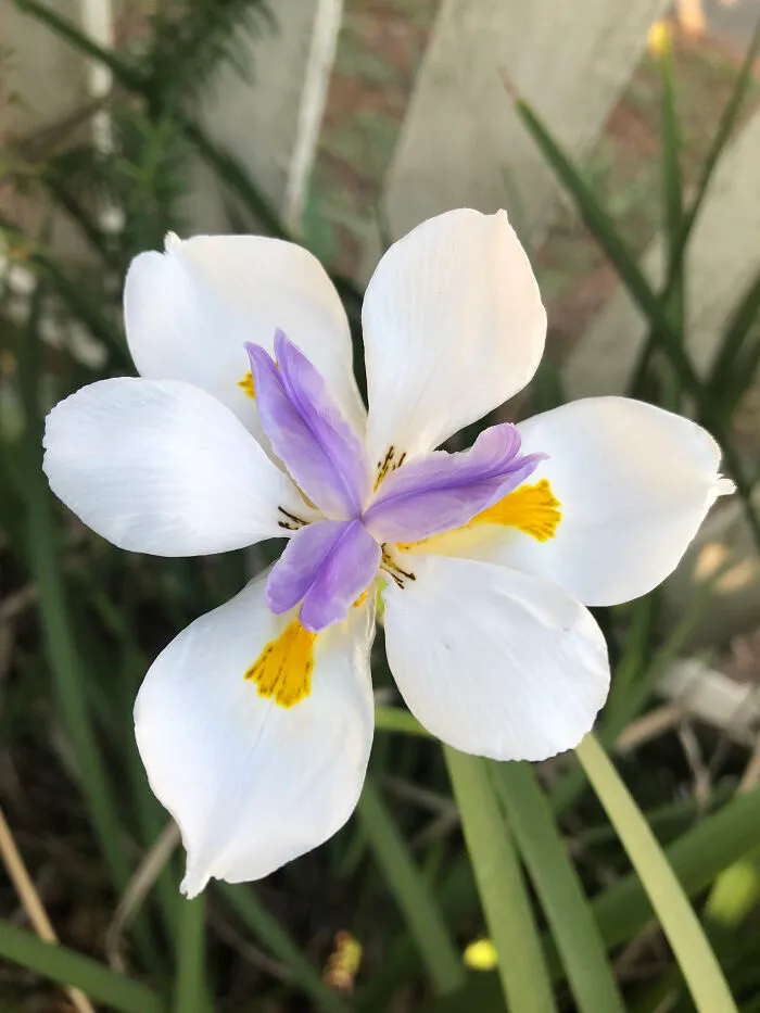 My Iris. They’re Perfect.