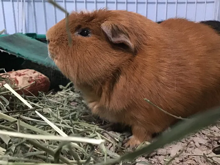 Hey Pandas, Show All Your Pets (Closed)
